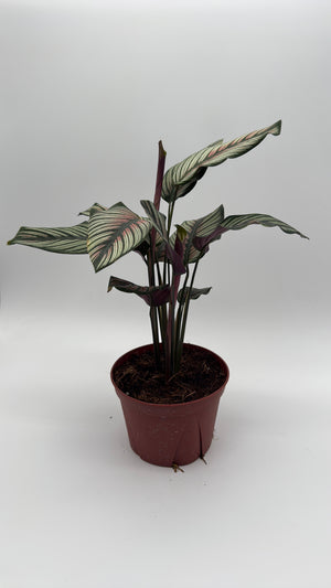 Calathea White Star
