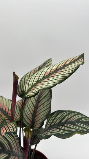 Calathea White Star