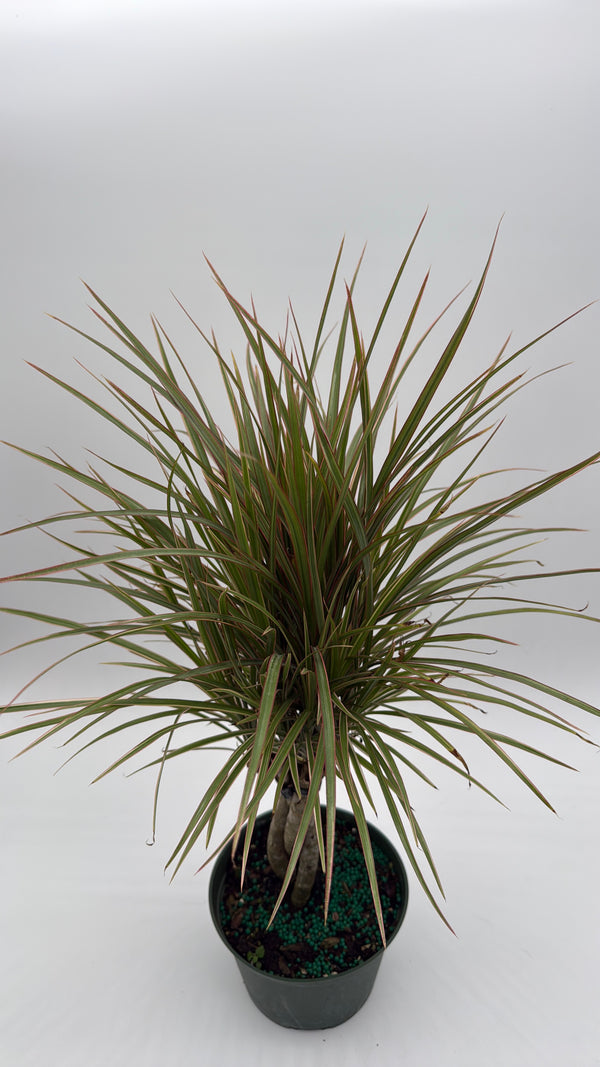 Bicolor Dracaena Marginata
