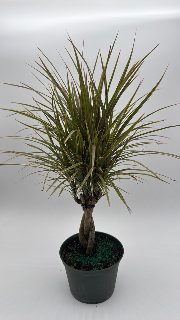 Bicolor Dracaena Marginata
