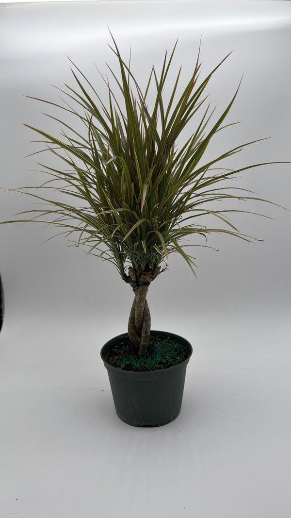 Bicolor Dracaena Marginata