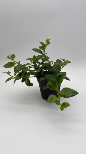 Aeschynanthus Lipstick Plant 'Mona Lisa'