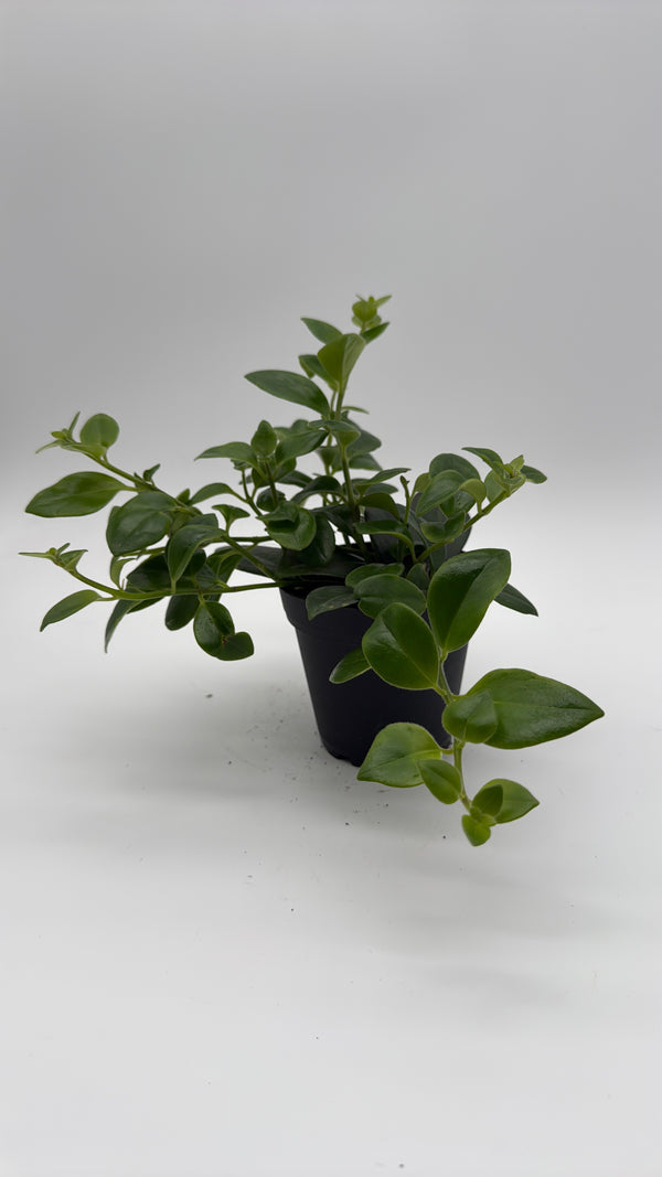 Aeschynanthus Lipstick Plant 'Mona Lisa'