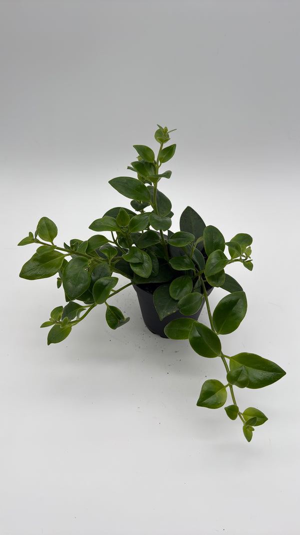 Aeschynanthus Lipstick Plant 'Mona Lisa'