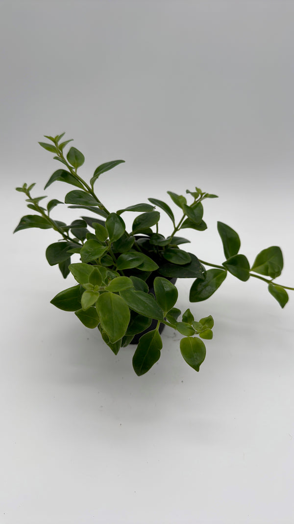 Aeschynanthus Lipstick Plant 'Mona Lisa'