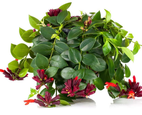 Aeschynanthus Lipstick Plant 'Mona Lisa'