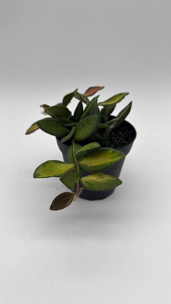 Variegated Hoya Burtoniae