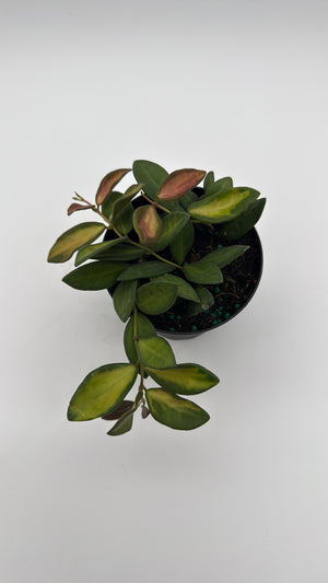Variegated Hoya Burtoniae