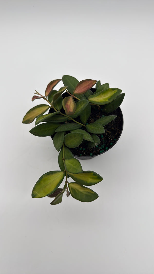 Variegated Hoya Burtoniae