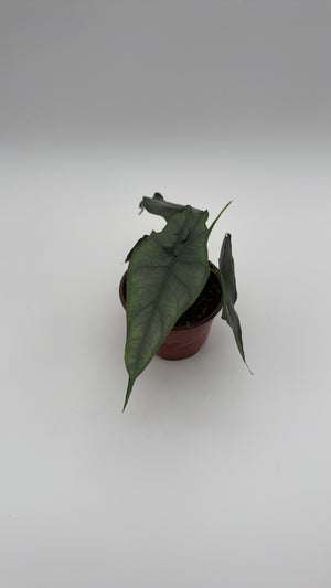 Alocasia Dragon's Breath