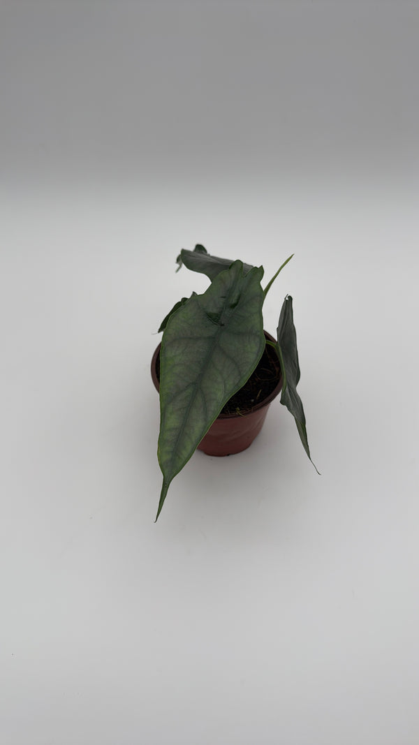 Alocasia Dragon's Breath