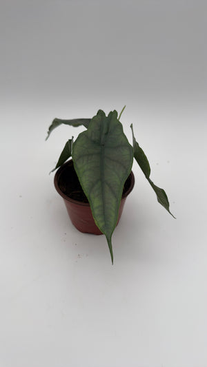Alocasia Dragon's Breath