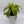 Dracaena 'Lemon Surprise'