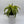 Dracaena 'Lemon Surprise'