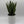 Sansevieria 'Zeylanica Zebra' (Snake Plant)