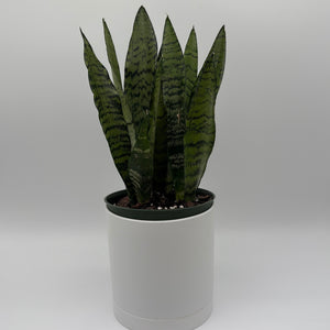 Sansevieria 'Zeylanica Zebra' (Snake Plant)