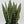 Sansevieria 'Zeylanica Zebra' (Snake Plant)