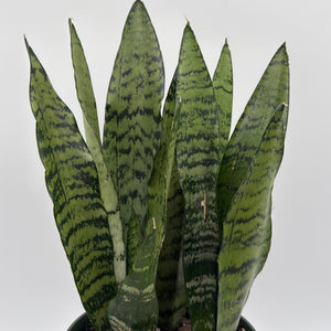 Sansevieria 'Zeylanica Zebra' (Snake Plant)
