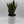 Sansevieria 'Zeylanica Zebra' (Snake Plant)
