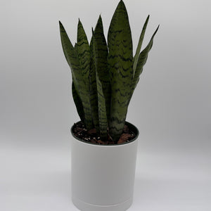 Sansevieria 'Zeylanica Zebra' (Snake Plant)
