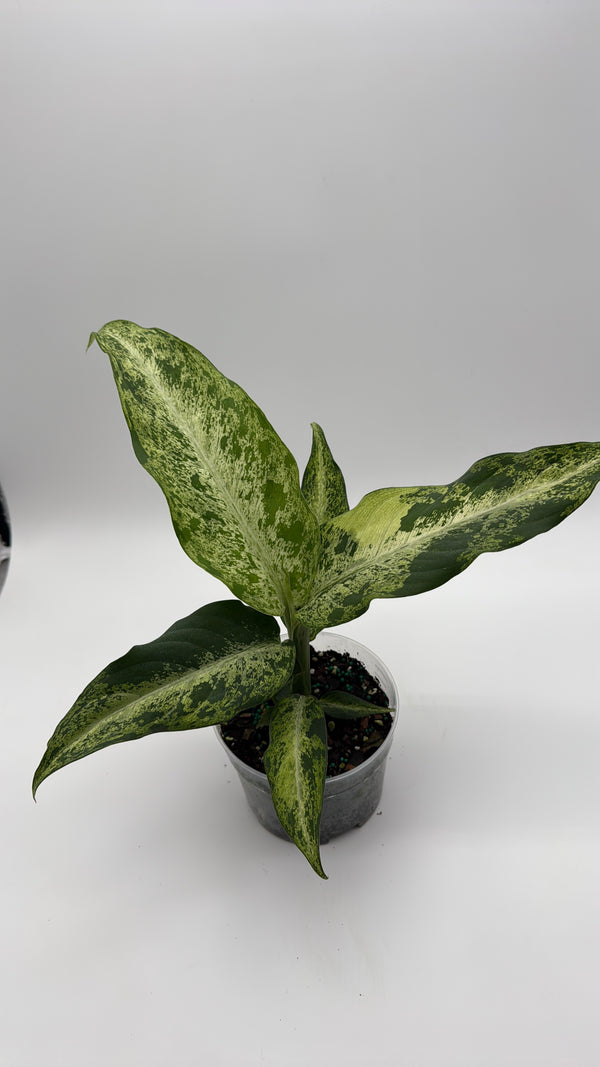 Variegated Dieffenbachia 'Maui Wowie'