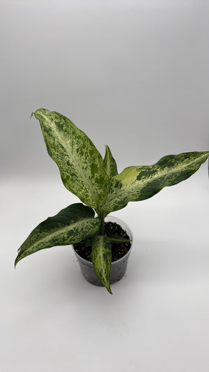 Variegated Dieffenbachia 'Maui Wowie'