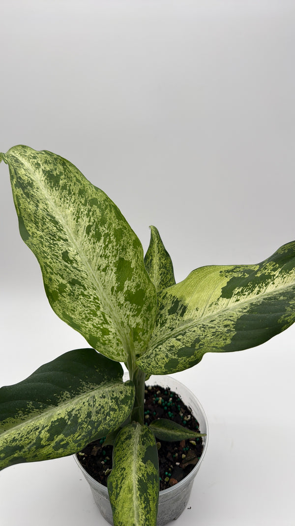 Variegated Dieffenbachia 'Maui Wowie'