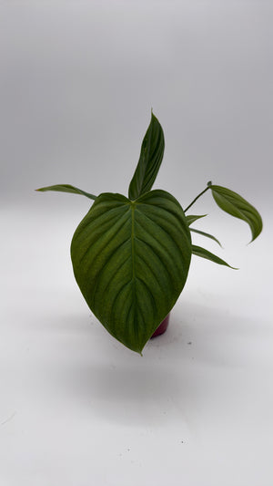 Philodendron Fuzzy Petiole