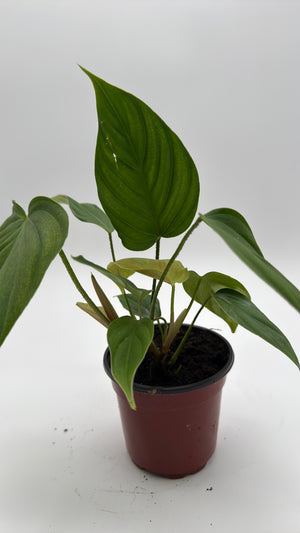 Philodendron Fuzzy Petiole