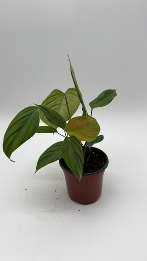 Philodendron Fuzzy Petiole