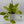 Pothos 'Sao Paulo'