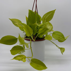 Pothos 'Sao Paulo'