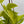 Pothos 'Sao Paulo'
