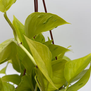 Pothos 'Sao Paulo'