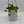Nepenthes Gaya (Tropical Pitcher Plant)