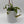 Nepenthes Gaya (Tropical Pitcher Plant)