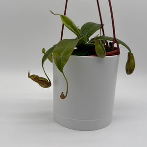 Nepenthes Gaya (Tropical Pitcher Plant)