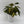 Philodendron Micans