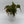 Philodendron Micans