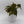 Philodendron Micans
