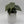 Philodendron Brandi