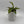Nepenthes 'Bloody Mary' (Tropical Pitcher Plant)