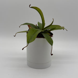 Nepenthes 'Bloody Mary' (Tropical Pitcher Plant)