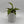 Nepenthes 'Bloody Mary' (Tropical Pitcher Plant)