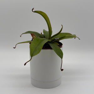 Nepenthes 'Bloody Mary' (Tropical Pitcher Plant)