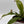 Nepenthes 'Bloody Mary' (Tropical Pitcher Plant)