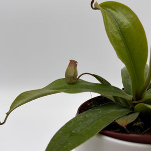 Nepenthes 'Bloody Mary' (Tropical Pitcher Plant)