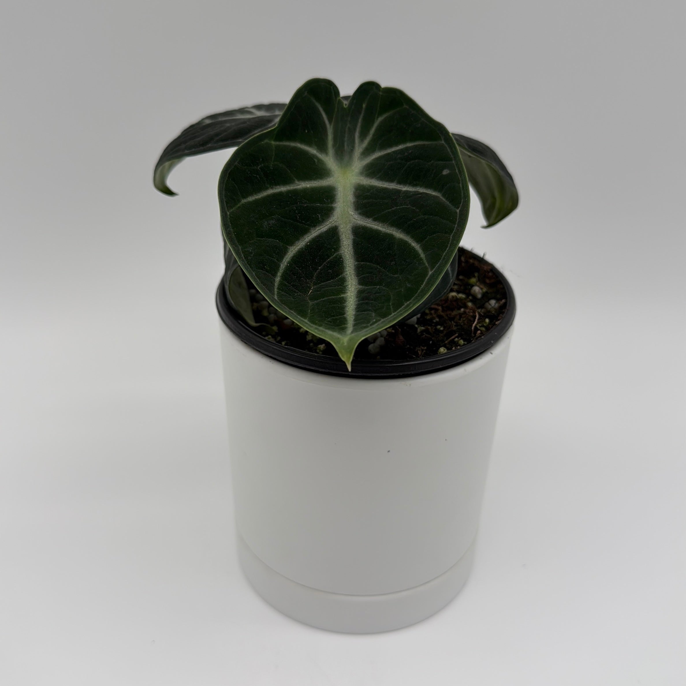Runo Plants | Rare & Collectors' Plants | Alocasia Ninja – RUNOPLANTS
