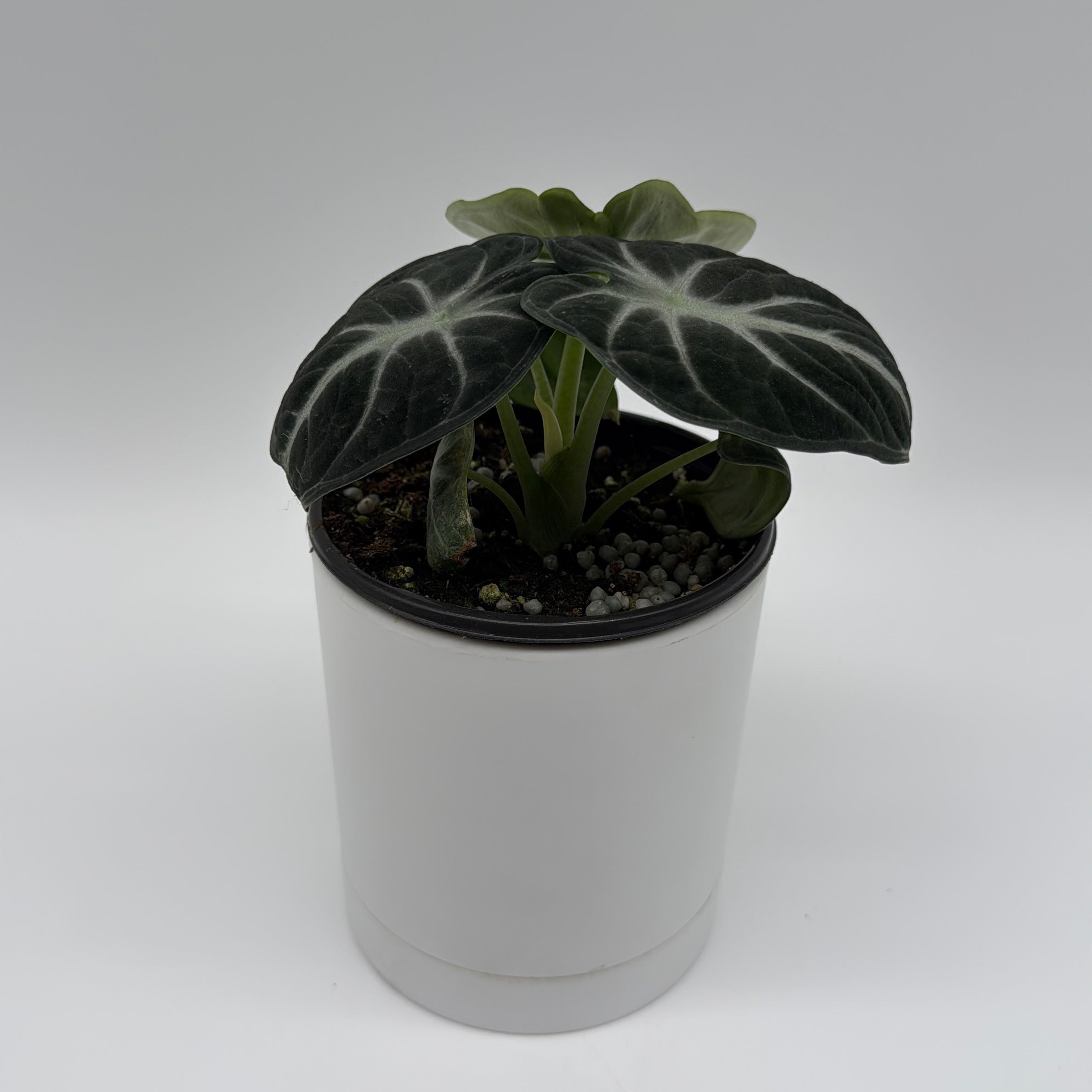 Runo Plants | Rare & Collectors' Plants | Alocasia Ninja – RUNOPLANTS