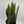 Sansevieria 'Laurentii'